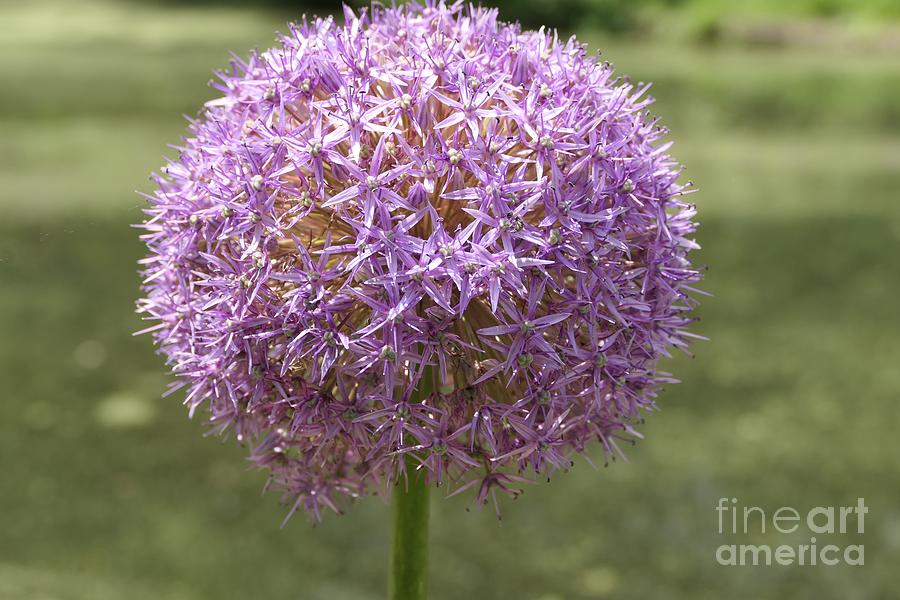 Single Purple Allium Globe Flower Photograph by Bentley Davis