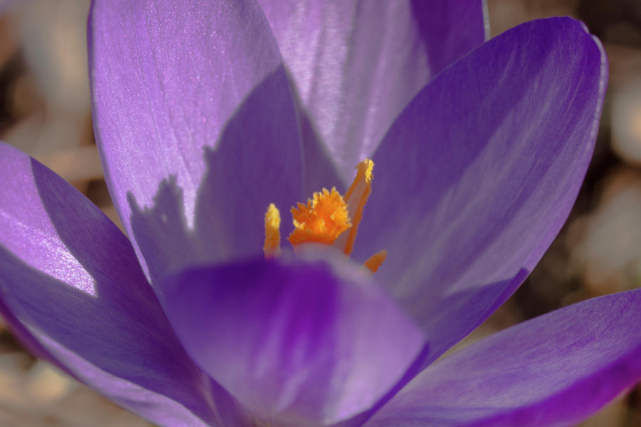 Single Purple Crocus Flower Photograph