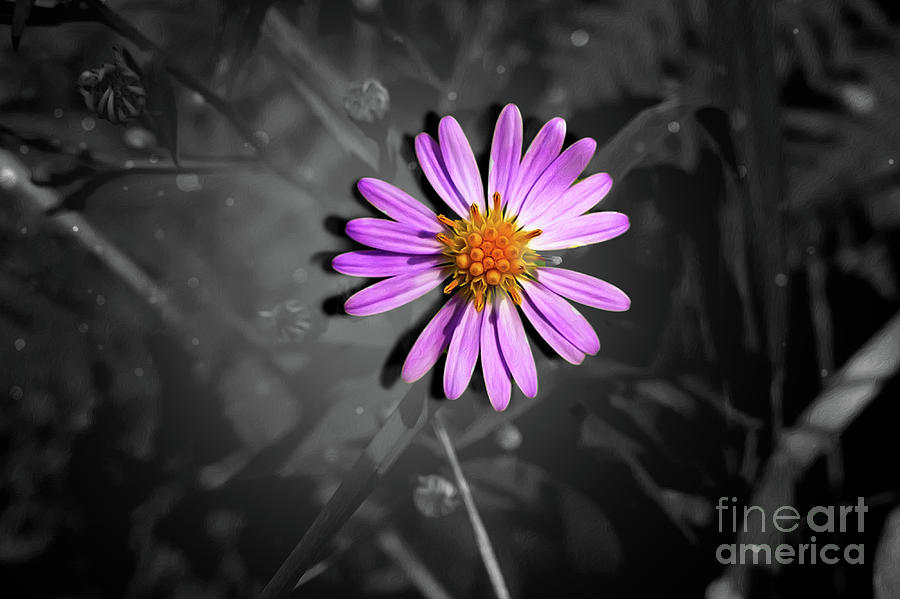 Single Purple Flower Back Light Photograph by Sandra Js