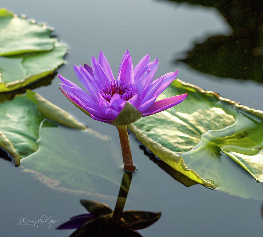 Single Purple Water Lily Photograph by Melissa OGara