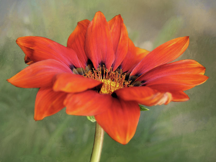 Single Red African Daisy Photograph by David and Carol Kelly
