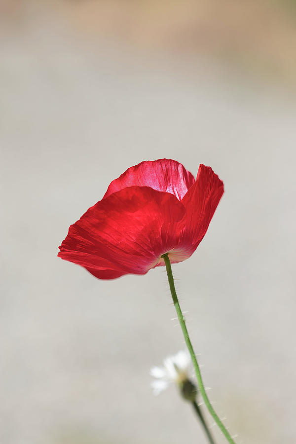 Single Red Poppy Flower in Summer Photograph by Tracie Schiebel
