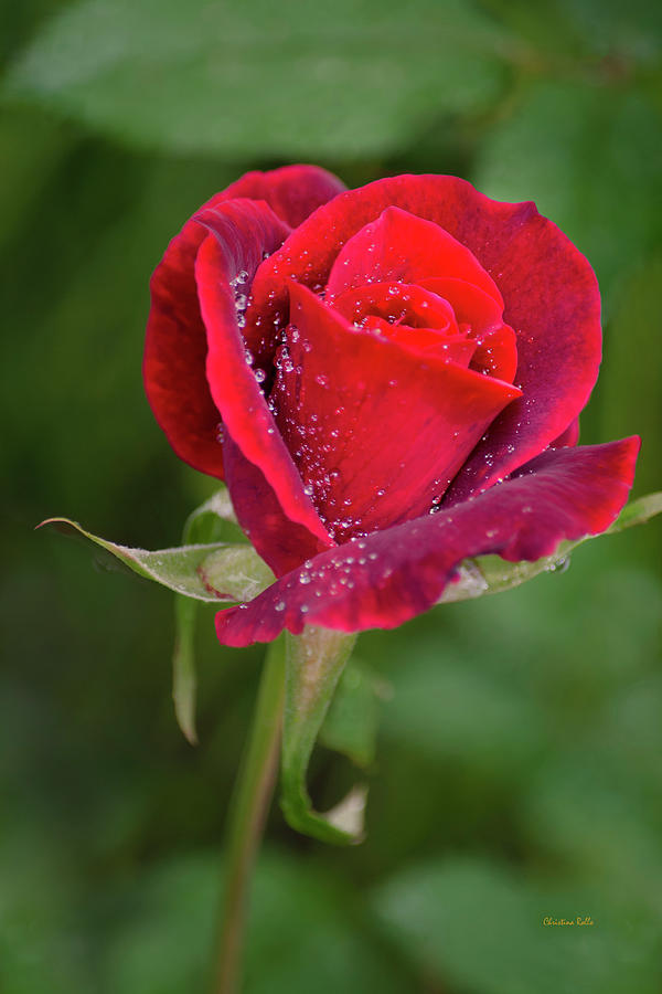 Single Red Rose Photograph by Christina Rollo