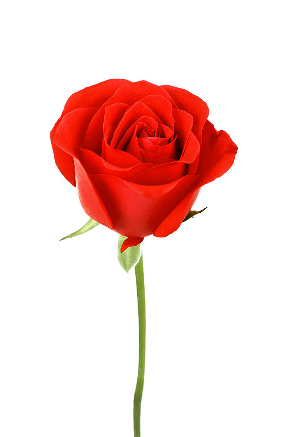 Single red rose flower isolated on white background Photograph by Snvv