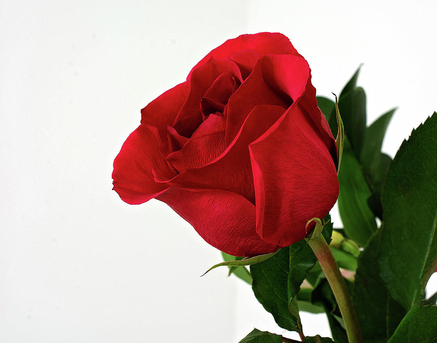 Single Red Rose  Photograph by Gwen Gibson