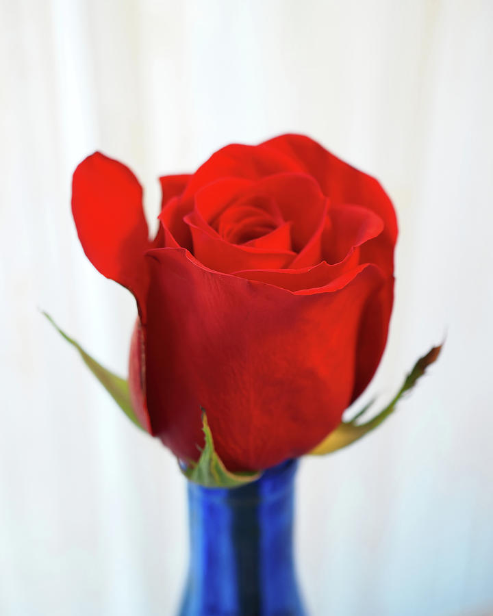 Single Red Rose in a Blue Bottle Photograph by Bill Swartwout