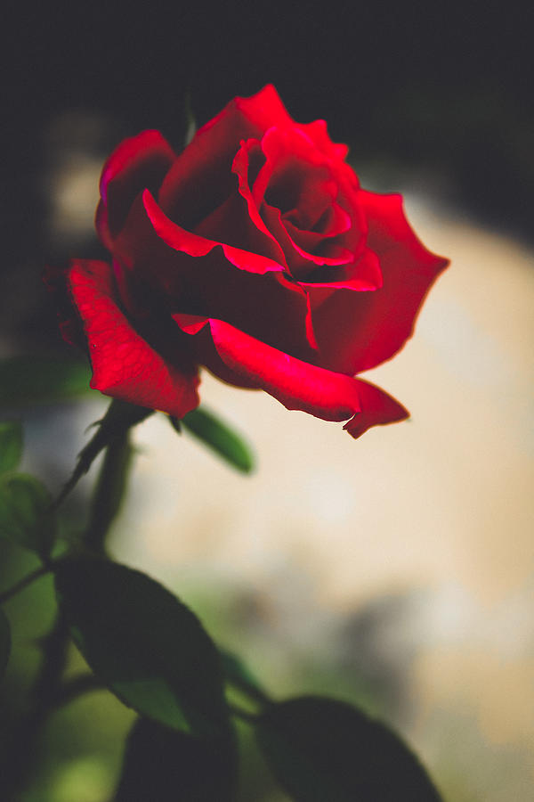 Single Red Rose Photograph by W Craig Photography