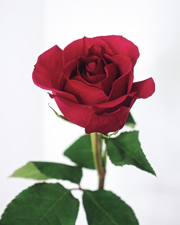Single Red Rose With White Background Photograph
