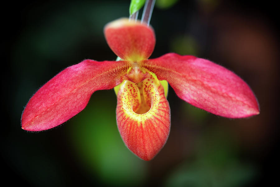 Single Red Yellow Orchid Photograph