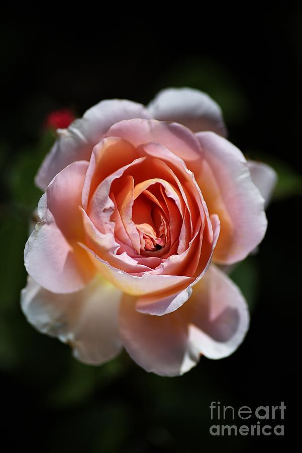 Single Romantic Rose  Photograph by Joy Watson