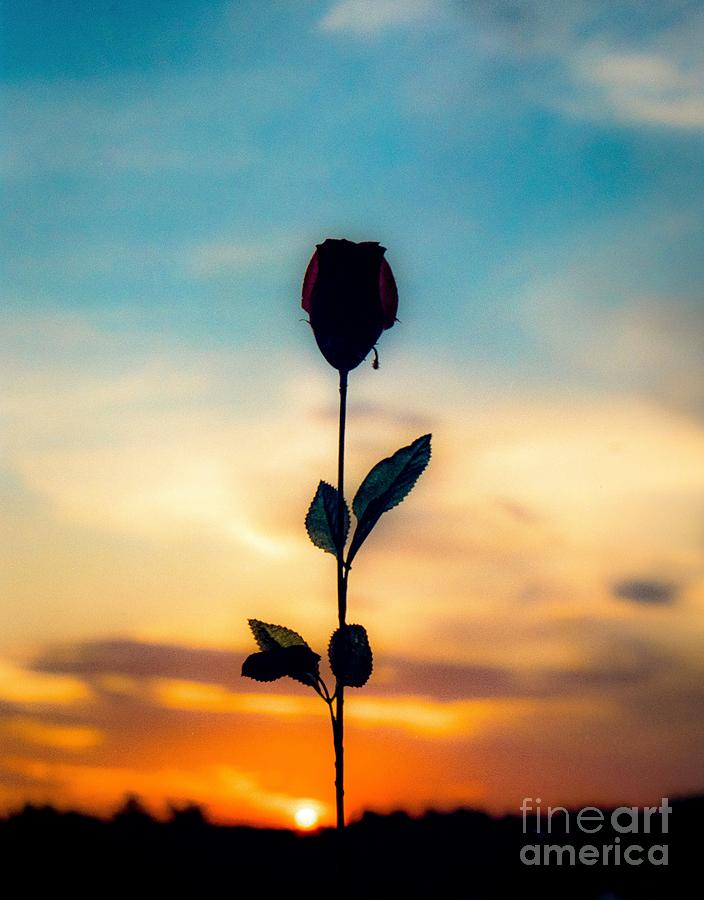 Single Rose At Sunset Photograph