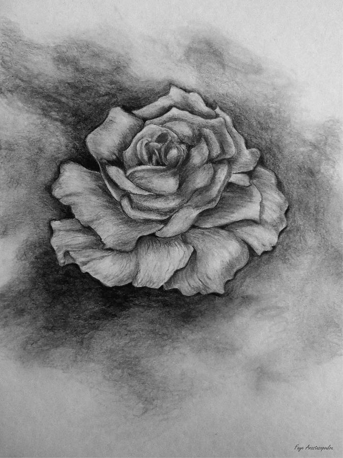 Single Rose Drawing by Faye Anastasopoulou - Fine Art America