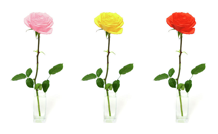 Single Rose In Vase - Color Options Photograph by Mikhail Kokhanchikov