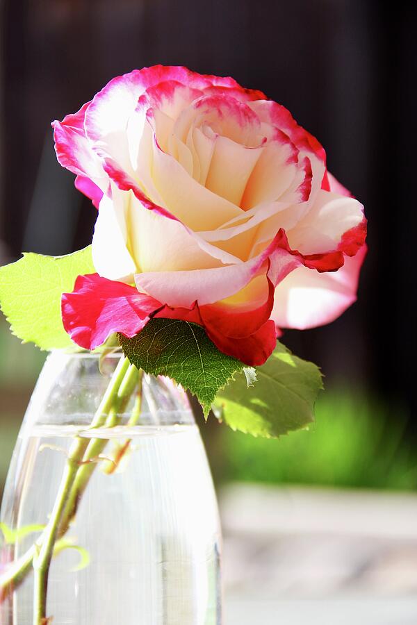 Single Rose In Vase On Dark Background Photograph