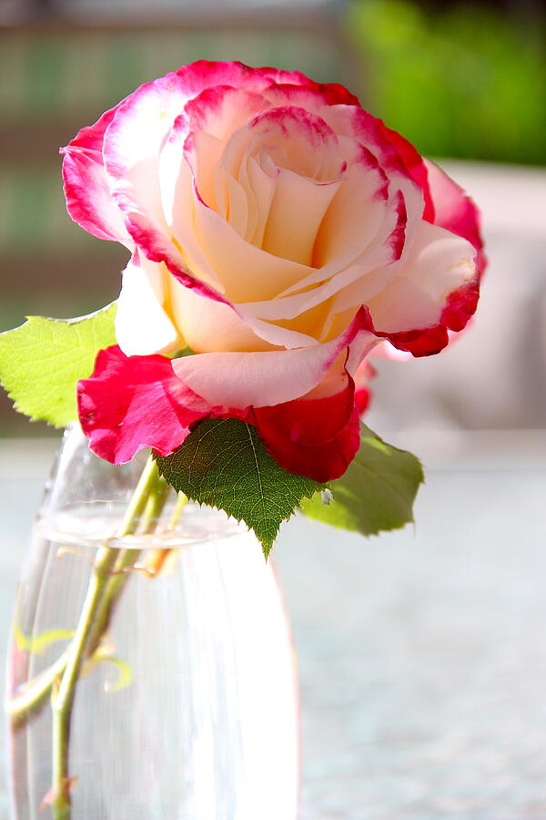 Single Rose In Vase On Light Background Photograph