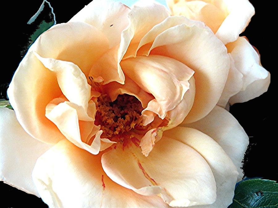 Rose Photograph - Single rose on black by Barron Holland