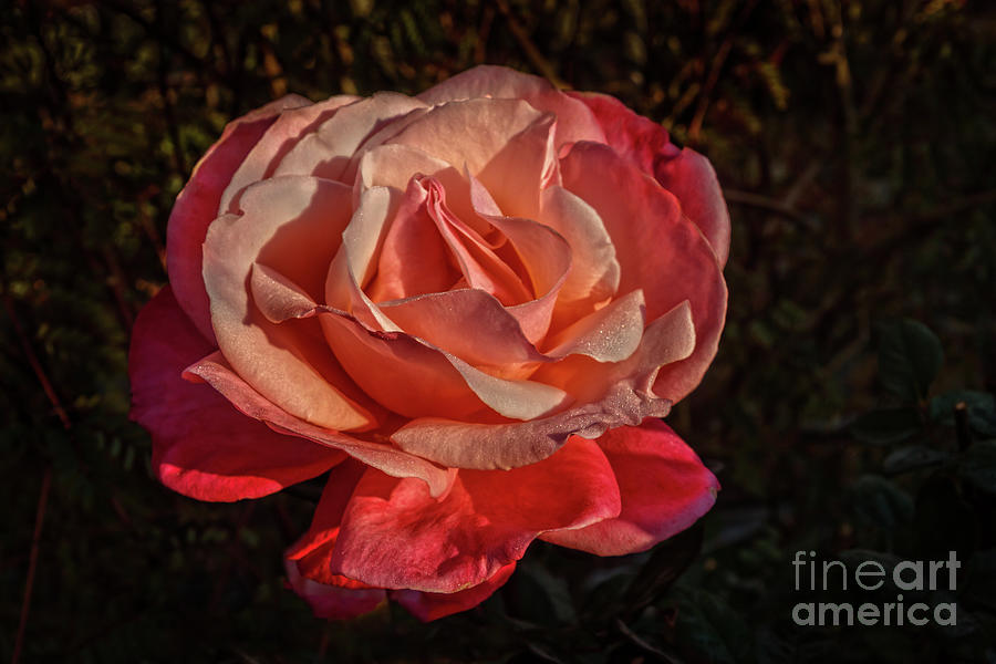 Inspirational Photograph - Single Rose by Robert Bales