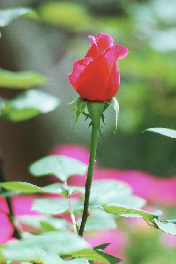 Love at First Sight, Single Red Rose Photograph by Bonnie Colgan