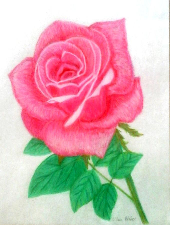 Single Pink Rose With Leaves Drawing By Wilma Bledsoe It has a highly reflective glossy finish creating a sleek modern look. single pink rose with leaves by wilma bledsoe