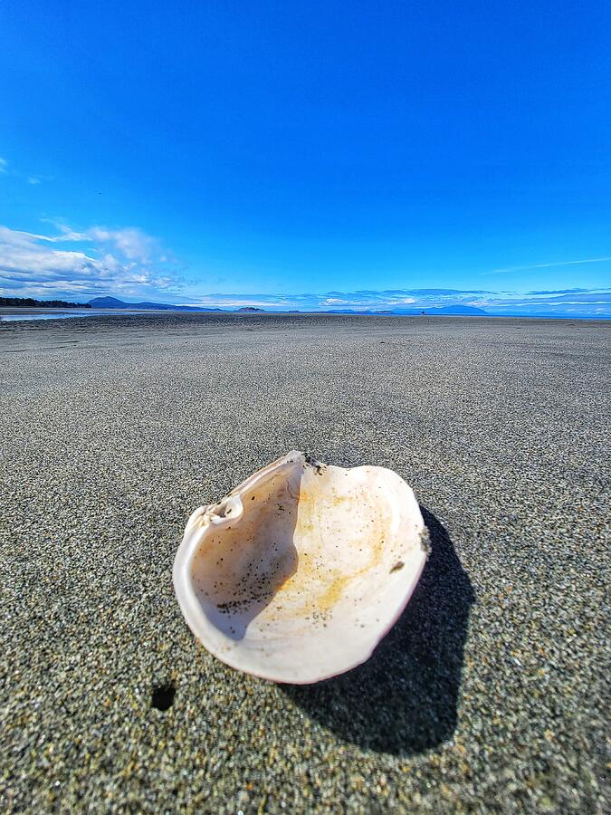 Mountain Photograph - Single Shell - Kye Bay Comox by Adam Copp