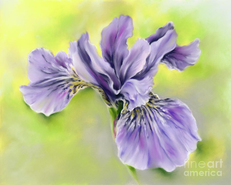 Single Siberian Iris Periwinkle Blue-Violet Painting by MM Anderson