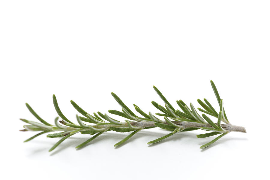 Single Sprig of Fresh Rosemary Photograph by Christopher Ames