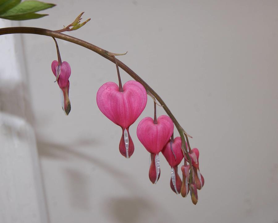 Single Stem Bleeding Heart Photograph by Paul Phyllis Stuart