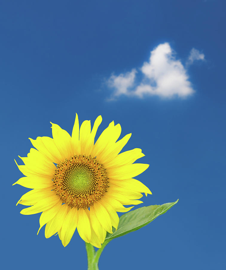 Single sunflower blossom against blue sky Photograph by Steven Heap