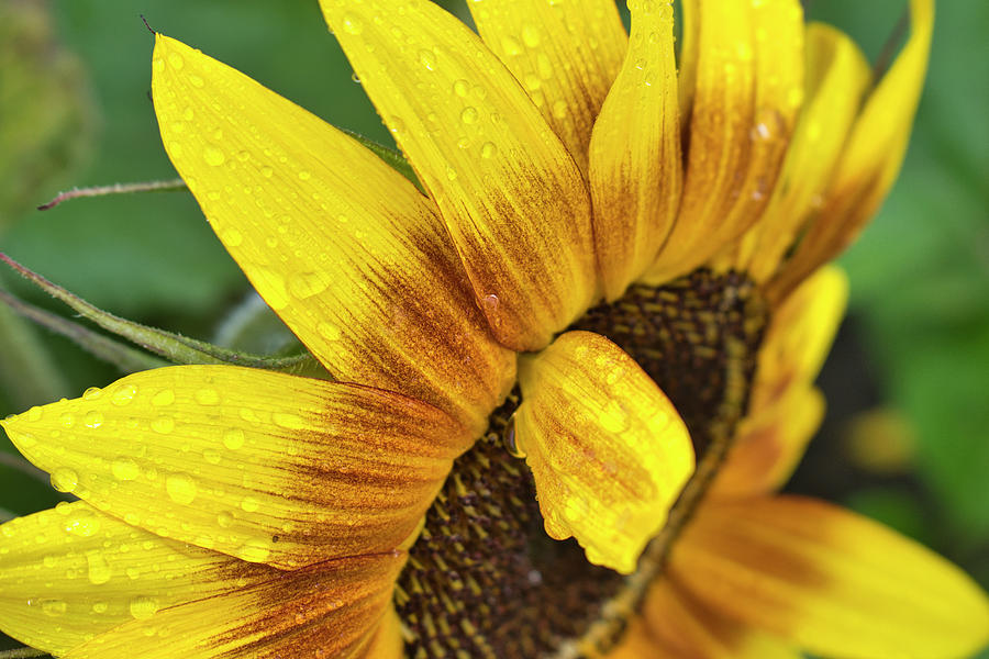 Single Sunflower Photograph