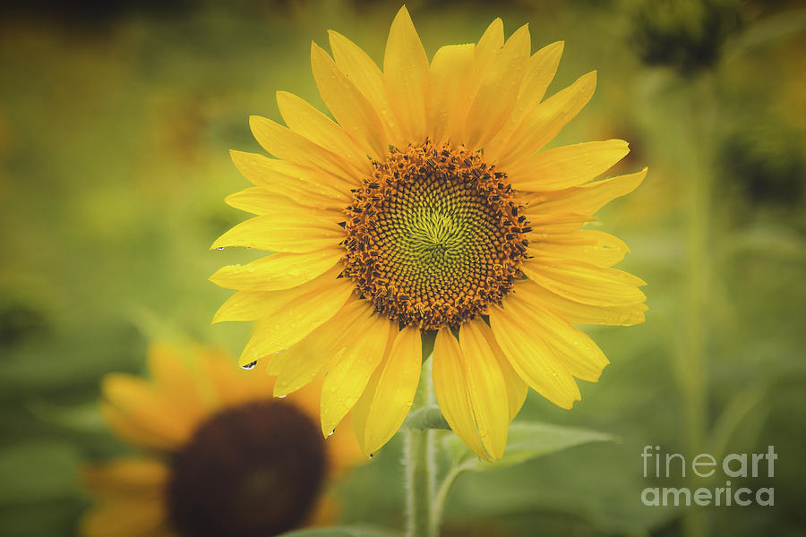 Single Sunflower Photograph by Eleanor Abramson