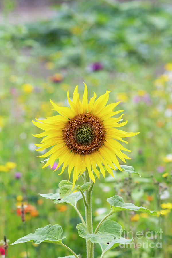 Single Sunflower in an English Wildflower Meadow Photograph by Tim Gainey