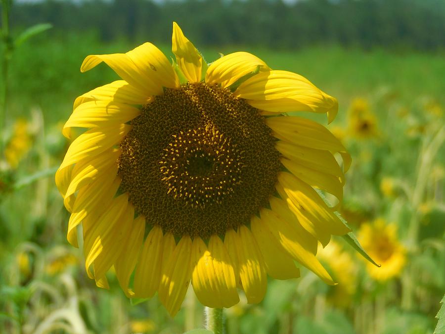 Single sunflower  Photograph by James Inlow