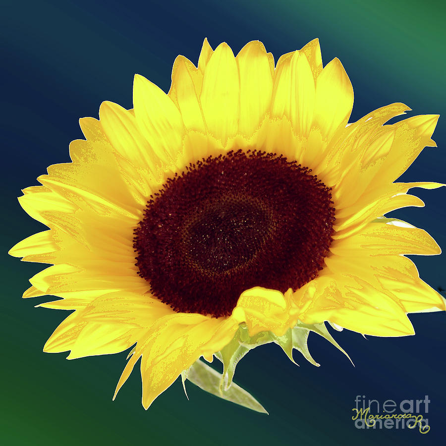 Single Sunflower Photograph by Mariarosa Rockefeller