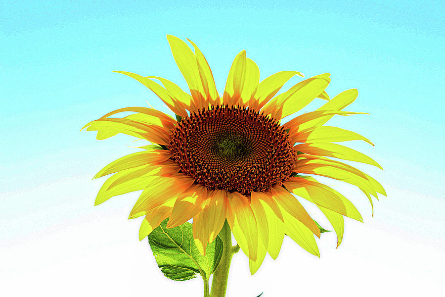Single sunflower Photograph by Martin Smith