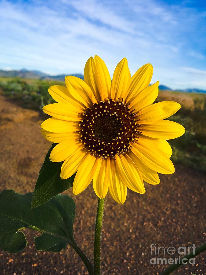 Sunflower Photograph - Single Sunflower Up Close by Saving Memories By Making Memories
