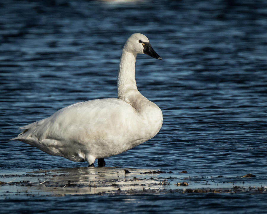 Single Swan Photograph by William Ryan - Pixels