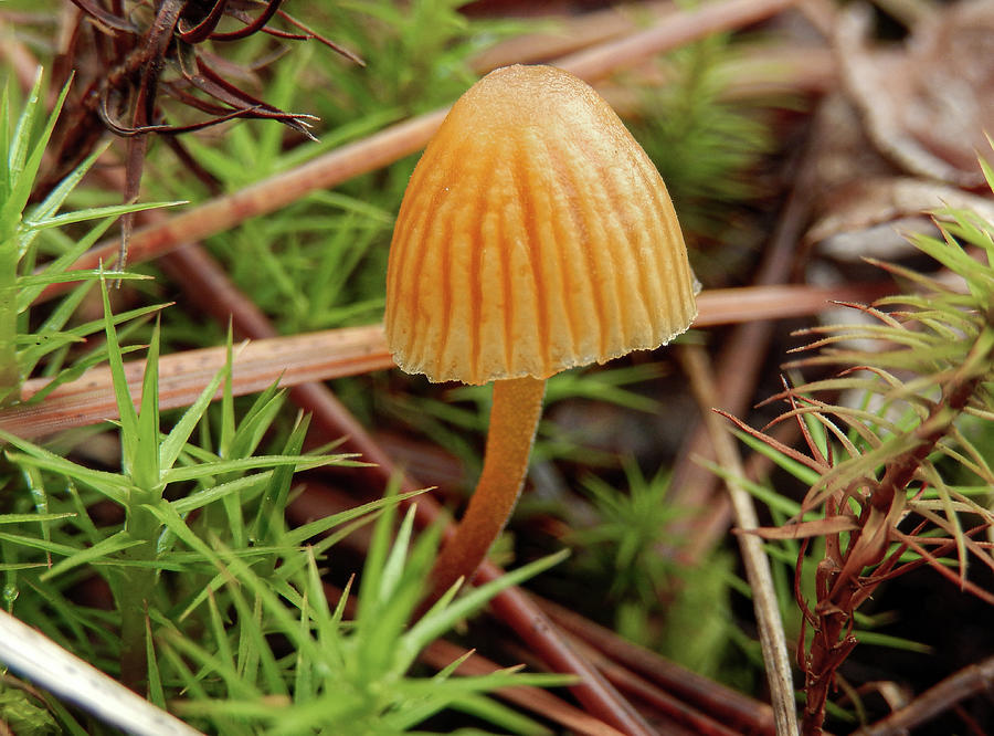 Mushroom Photograph - Single Tiny Wild Mushroom by Phil And Karen Rispin