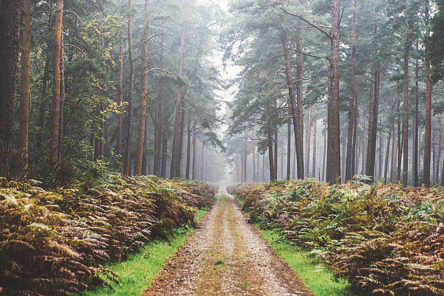 Single track in misty forest Photograph by Justin Paget