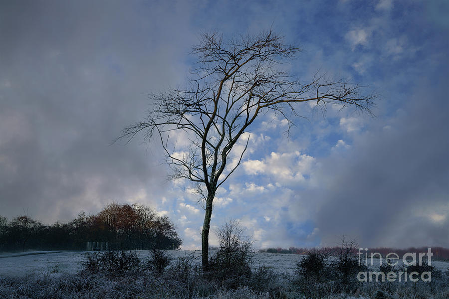 Single Tree At A Frosty Chasewater Country Park Photograph
