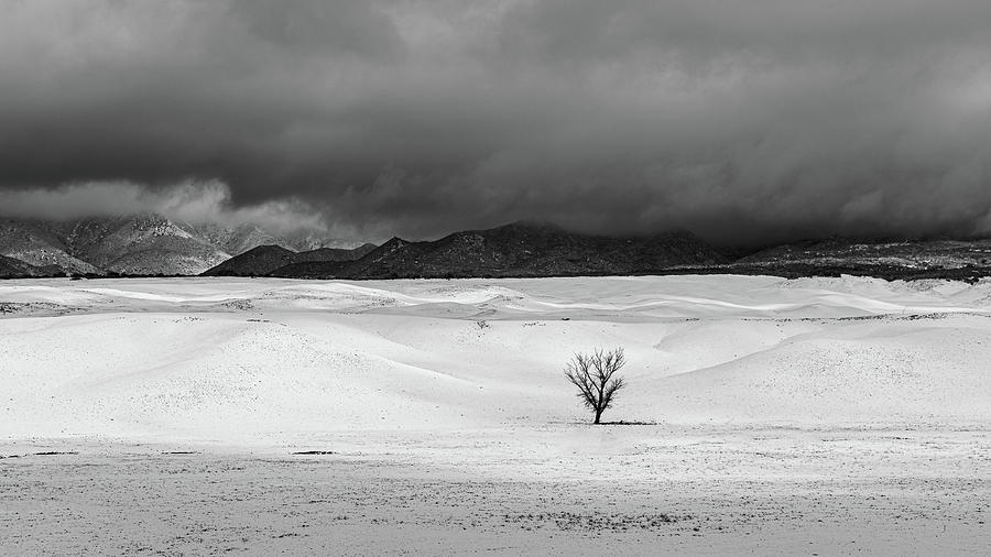 Single Tree - Fresh Snow Photograph by Peter Tellone
