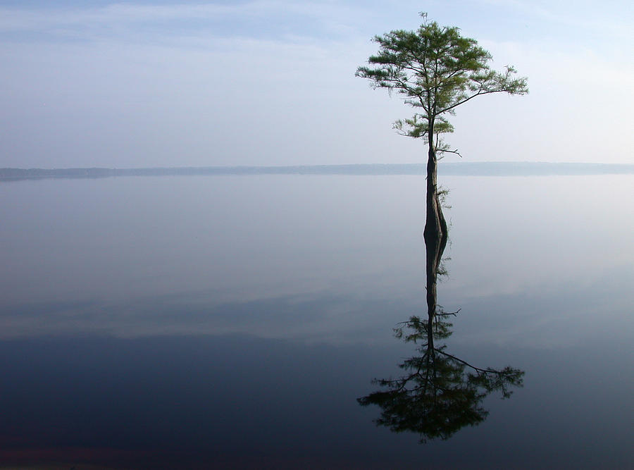 Single tree in the middle of a lake Photograph by mtnSnail