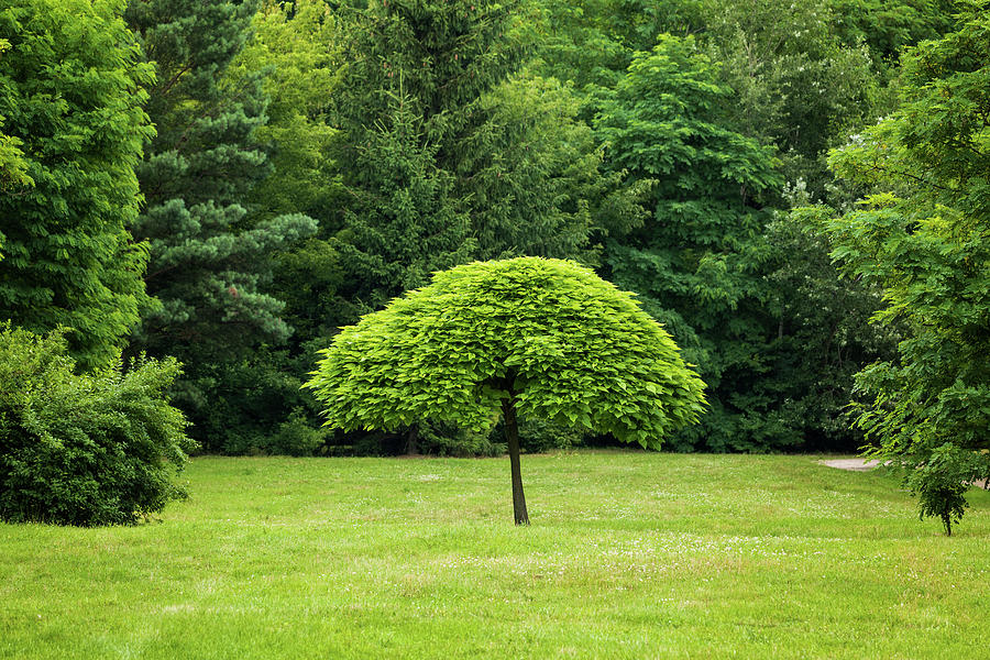 Single Tree In The Middle Of Park Lawn Photograph by Artur Bogacki