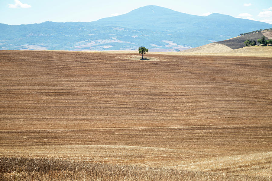 Single tree in Val D orcia Photograph by Pietro Ebner