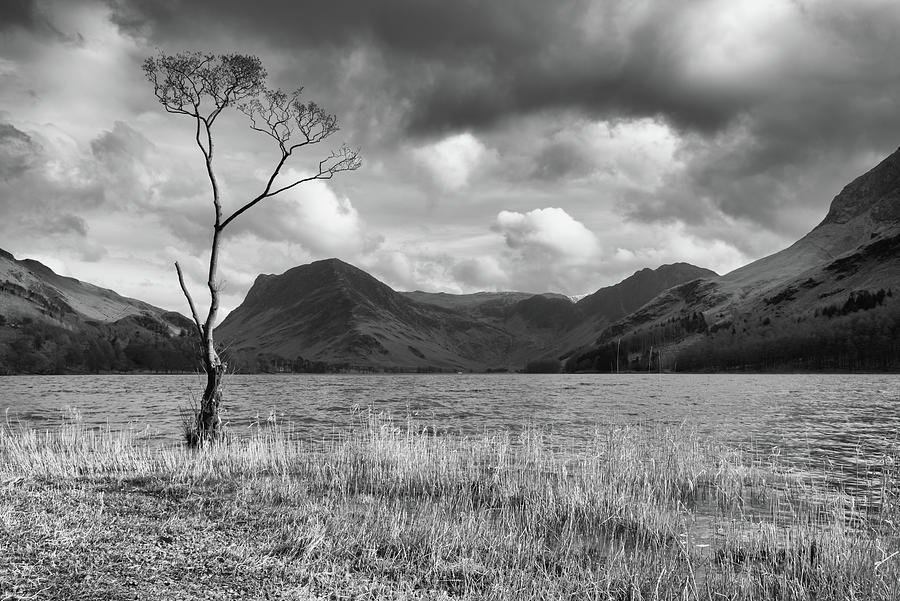 Single Tree, Lake District, England, UK Photograph by Sarah Howard