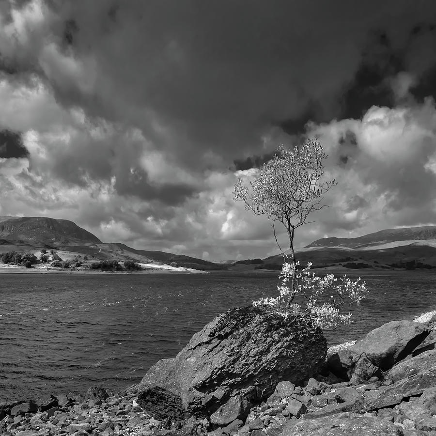 Lonely tree on the rock  Photograph by Remigiusz MARCZAK