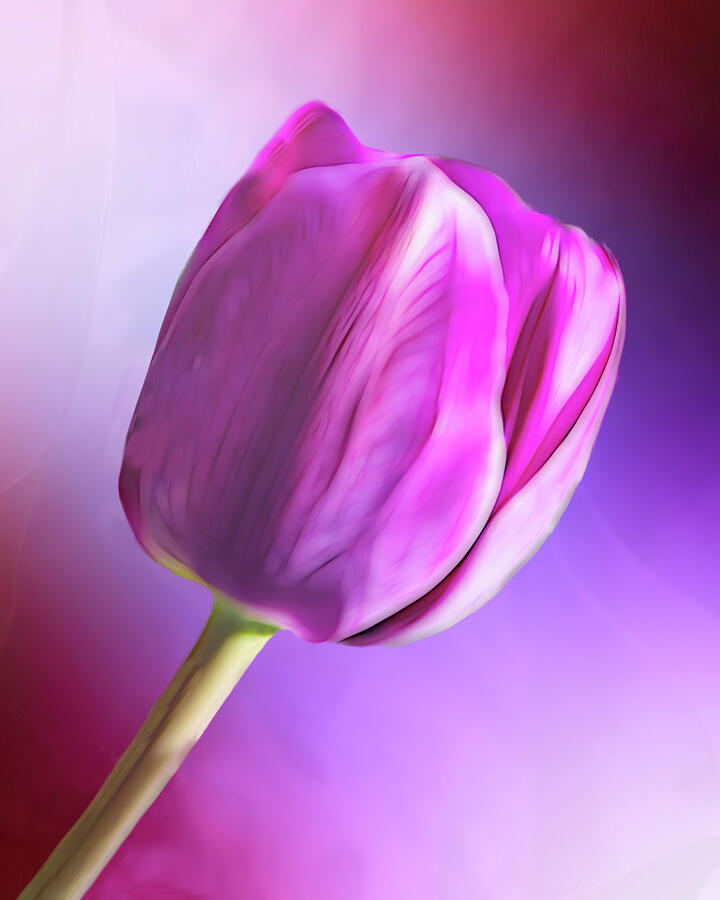 Single Tulip In Pink And Purple  Photograph by Ann Powell