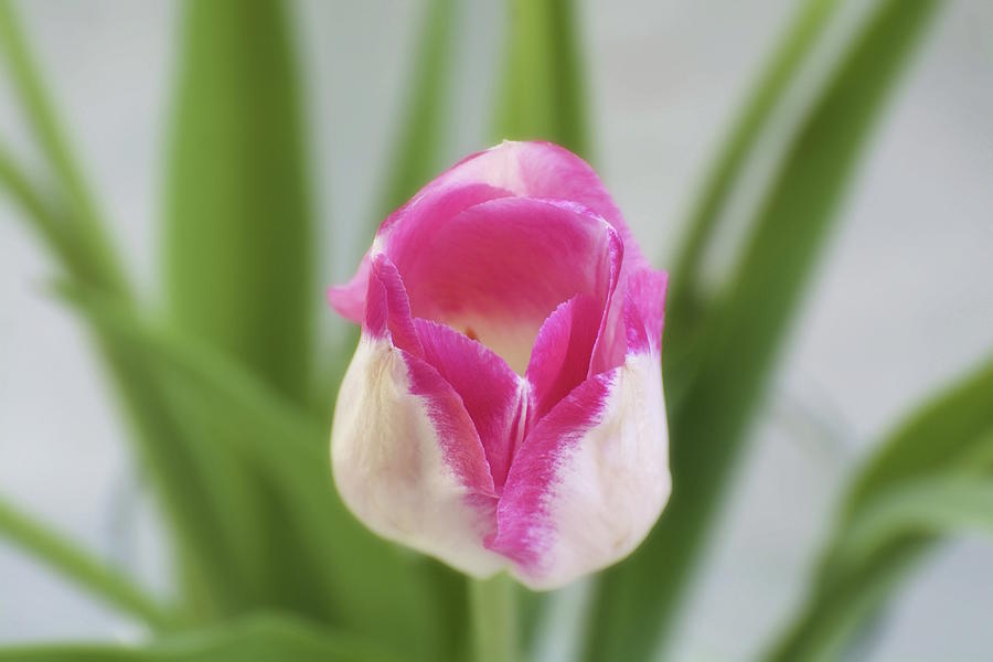 Single Tulip Photograph by Norma A Lahens