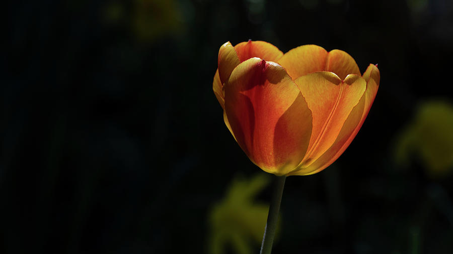 Single Tulip  Photograph by Ron Biedenbach