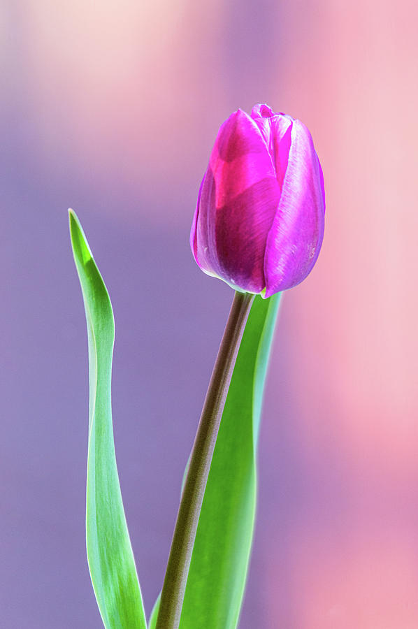 Flower Photograph - Single Tulip by Stephen Jenkins