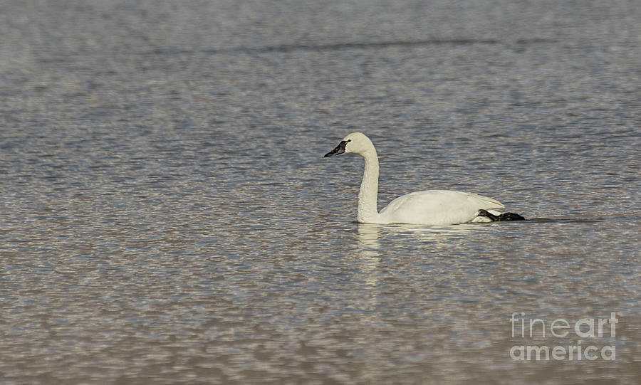 Single Tundra Swan  Photograph by Ruth Jolly
